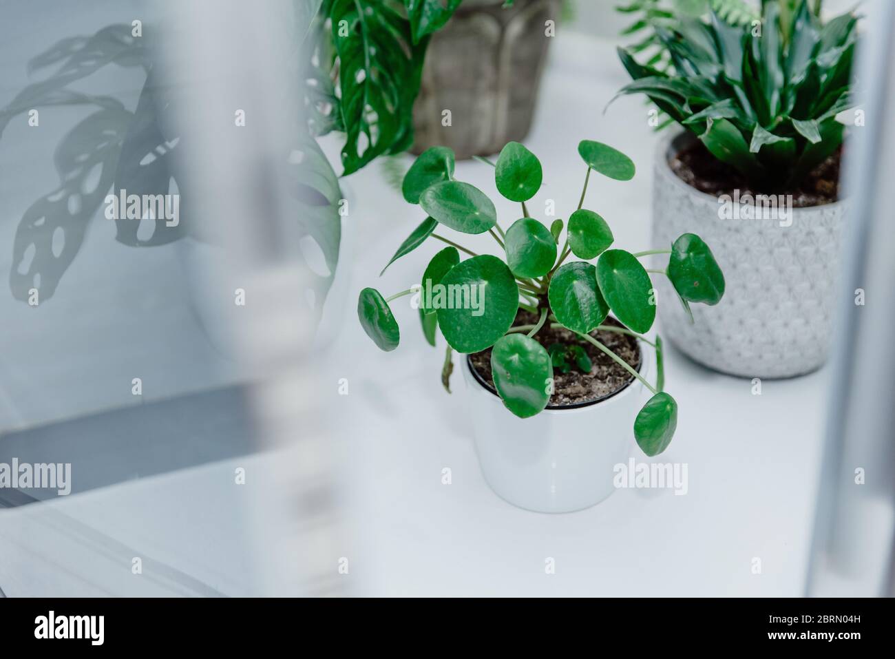 Grne Zimmerpflanzen (pilea, monstera) in Tpfen in der Dusche im Badezimmer.  Konzept des stdtischen Dschungel, Heimgarten. Pflege von Zimmerpflanzen  und Anbau Stockfotografie - Alamy