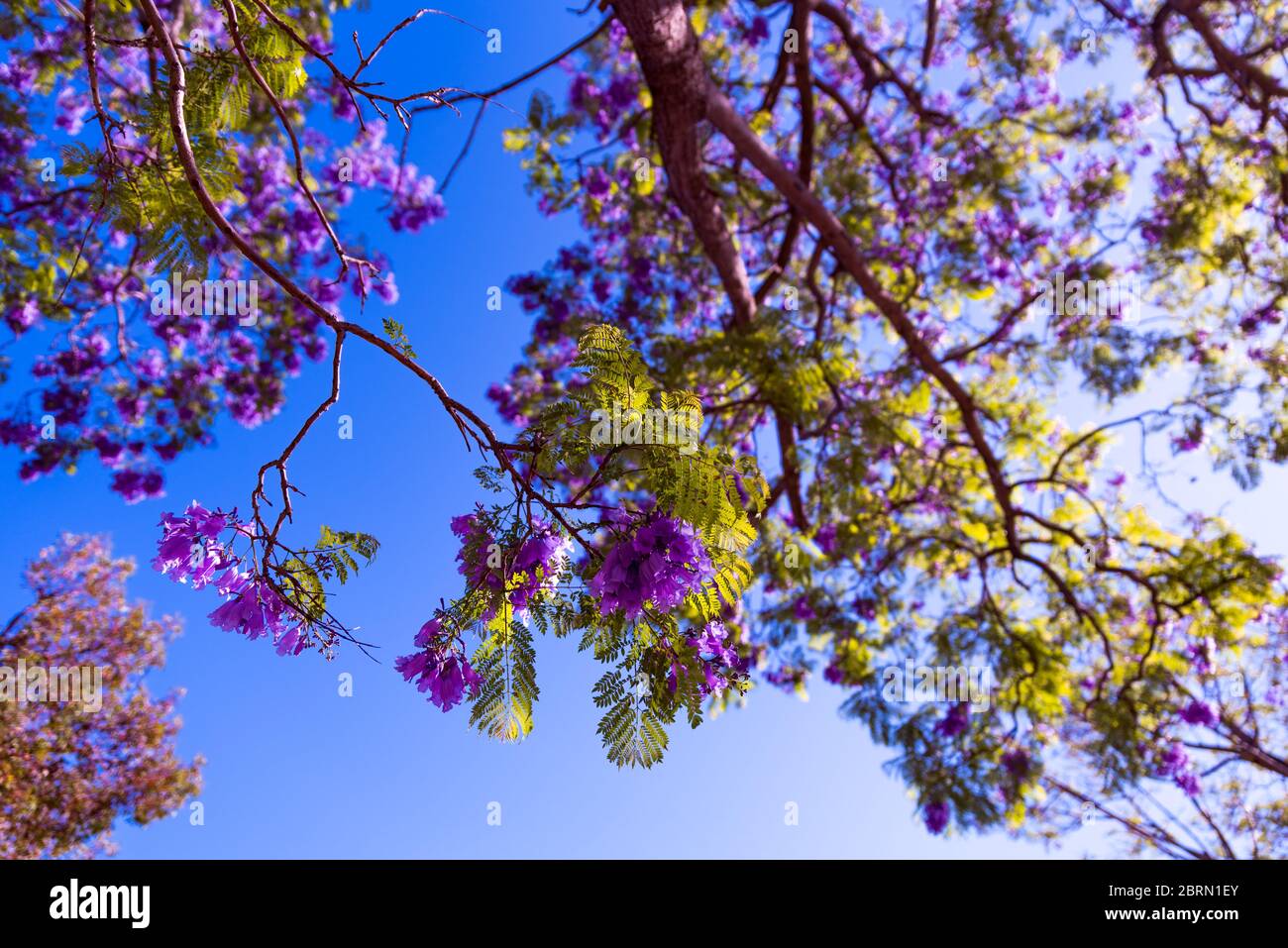 Jacaranda Baum blhend mit lila Blumen vor blauem Himmel Hintergrund.  Jacaranda mimosifolia bekannt als blaue jacaranda, schwarze Poui oder der  Farn Baum Stockfotografie - Alamy