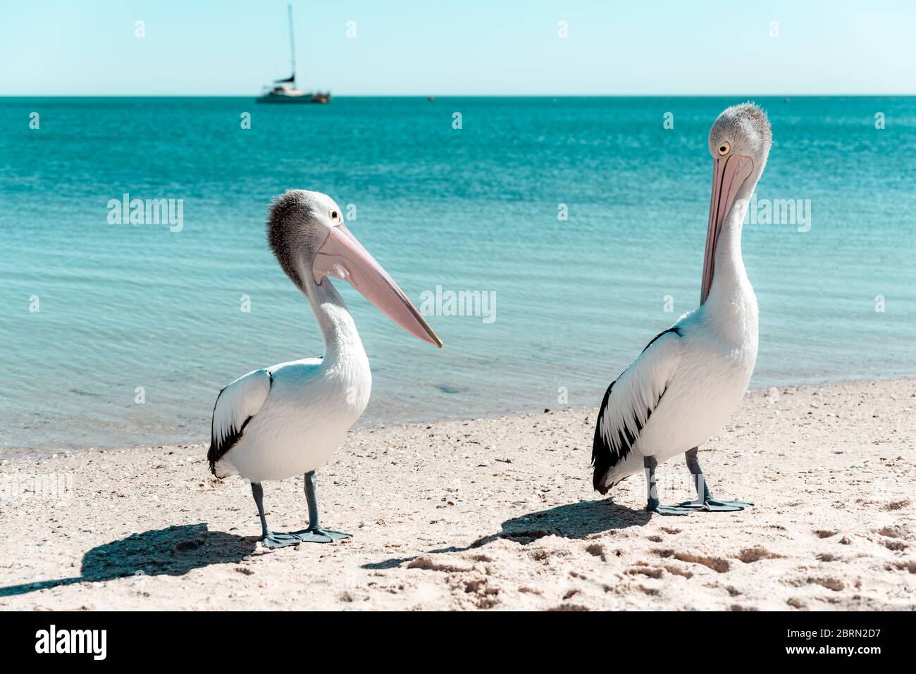 Wilder australischer Pelikan, der am Ufer eines Sandstrands mit türkisfarbenem Wasser des Indischen Ozeans steht. Monkey Mia, WA Stockfoto