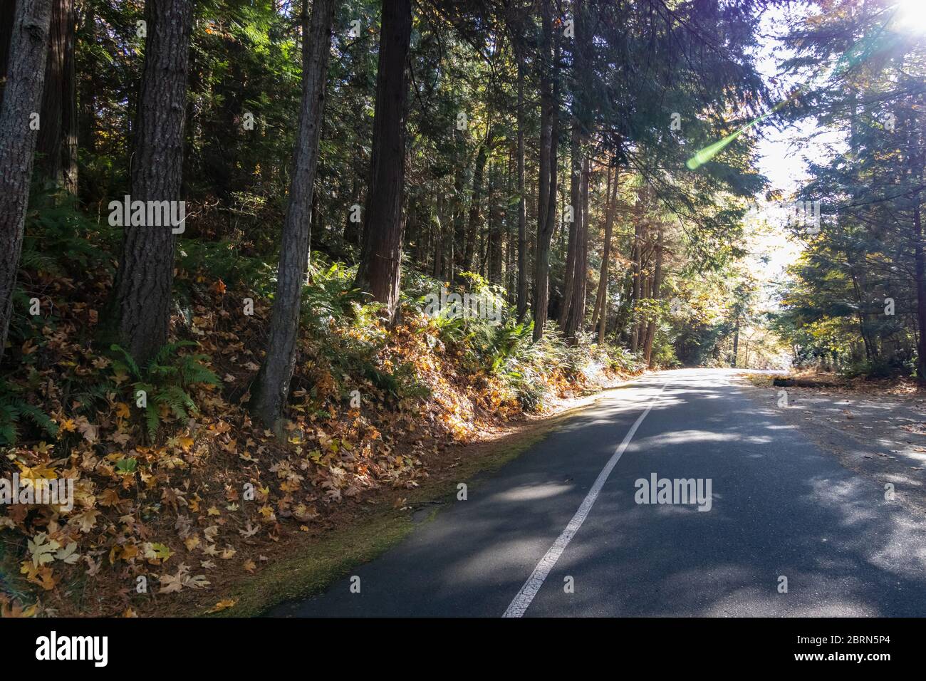 Hohe Bäume im späten Herbst rund um eine schwarze Asphaltstraße Stockfoto