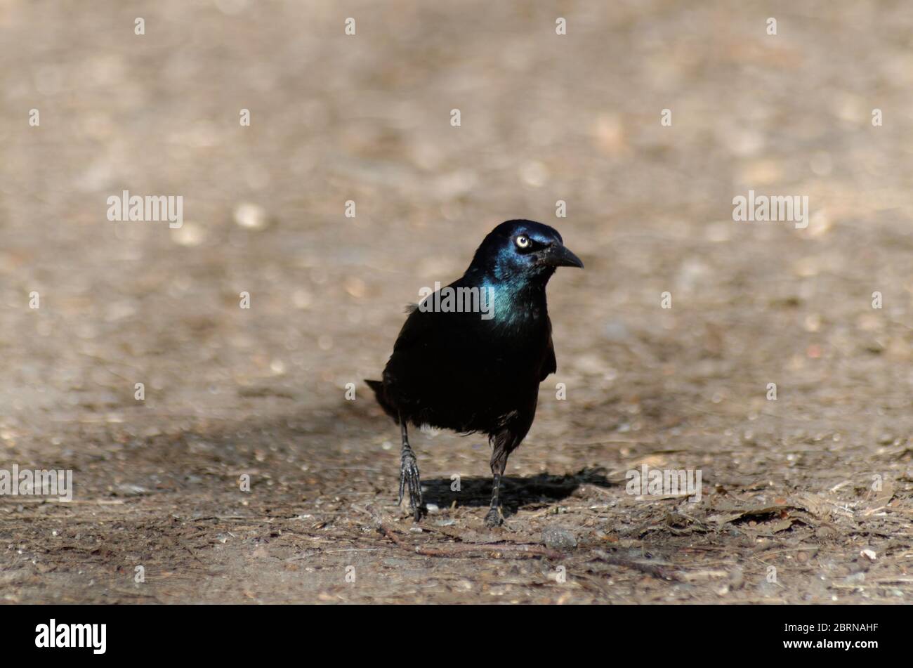 Ein gewöhnlicher Grackel (Quiscalis quiscula) Stockfoto