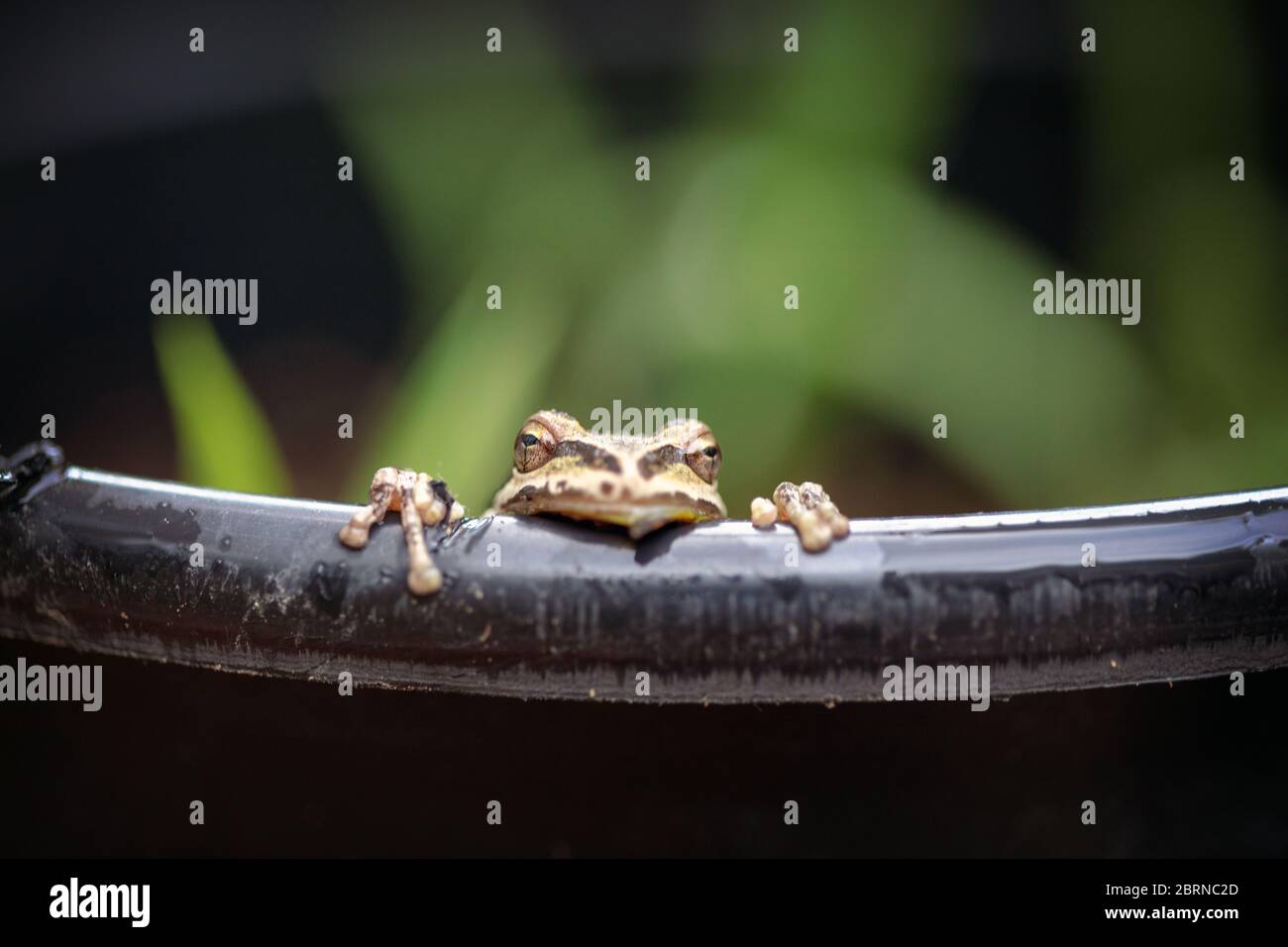 Der Pazifische Baumfrosch (Pseudacris regilla), auch bekannt als der Pazifische Chorfrosch, in San Jose, Kalifornien Stockfoto