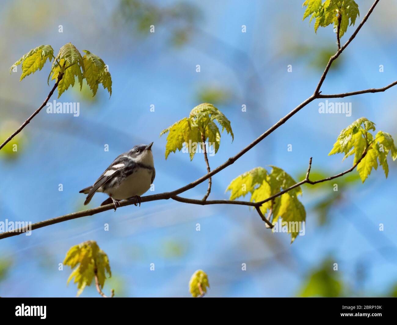 Der Ceruläische Waldsänger Setophaga cerulea, ein fast bedrohter neotropischer Migrant in Ohio, USA Stockfoto