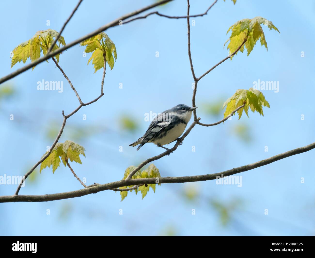 Der Ceruläische Waldsänger Setophaga cerulea, ein fast bedrohter neotropischer Migrant in Ohio, USA Stockfoto
