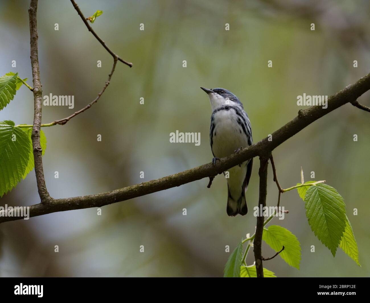 Der Ceruläische Waldsänger Setophaga cerulea, ein fast bedrohter neotropischer Migrant in Ohio, USA Stockfoto