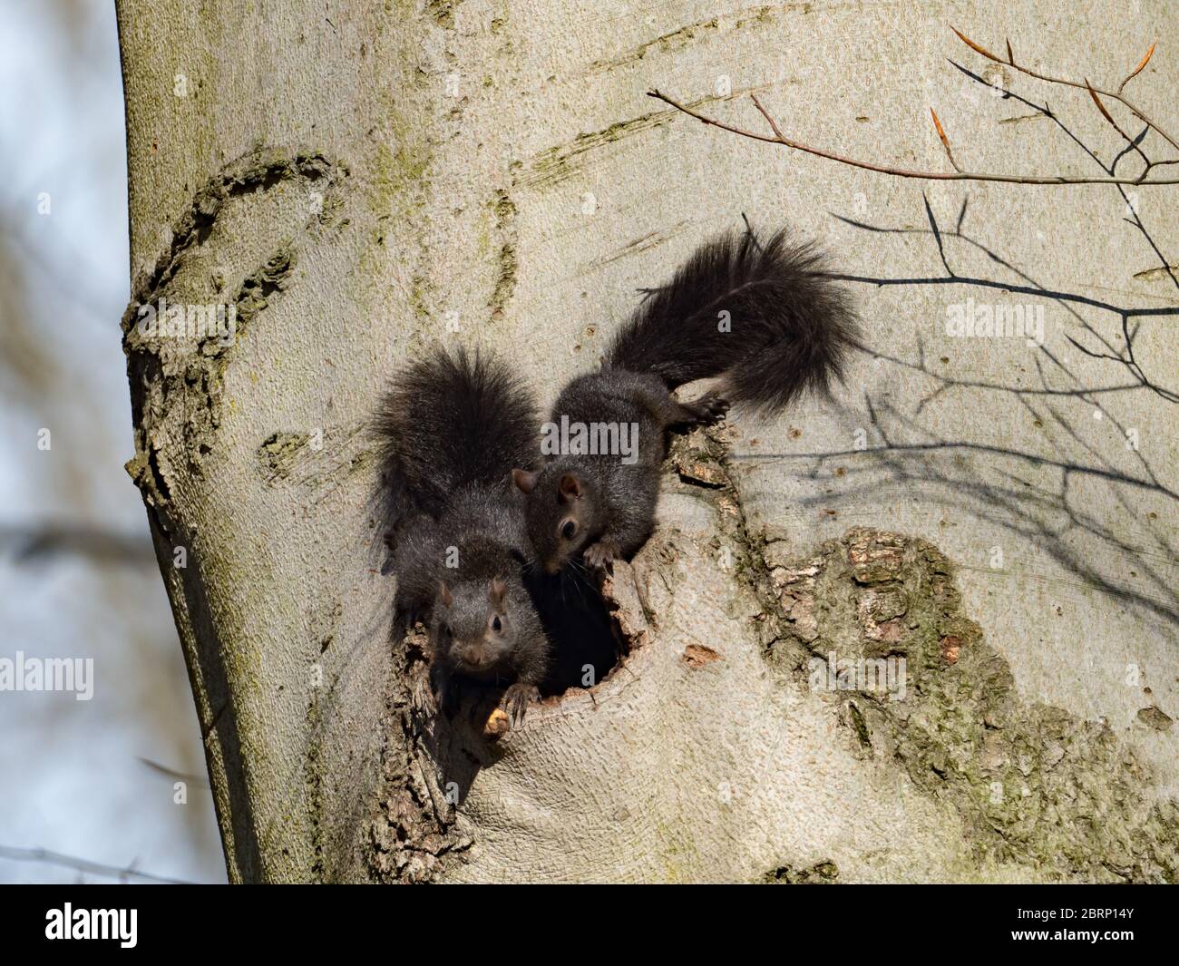 Das östliche Grauhörnchen, Sciurus carolinensis, hat eine ganz schwarze Phase und ist in den Wäldern von Ohio, USA verbreitet Stockfoto