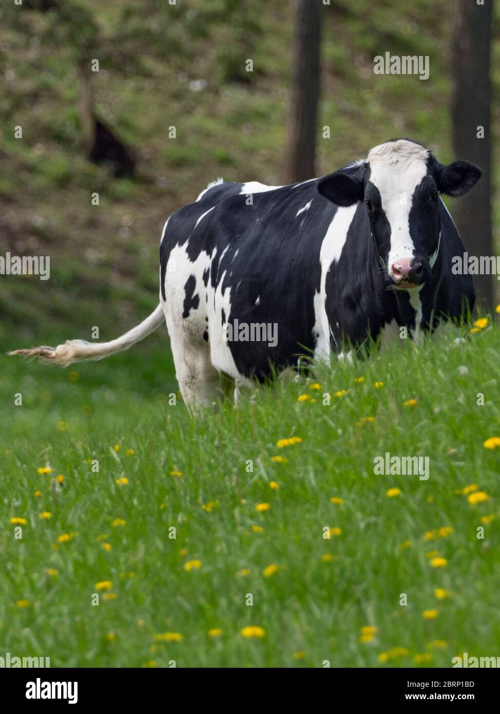 Holsteiner Kuh für Milchprodukte in Amish County Ohio verwendet Stockfoto