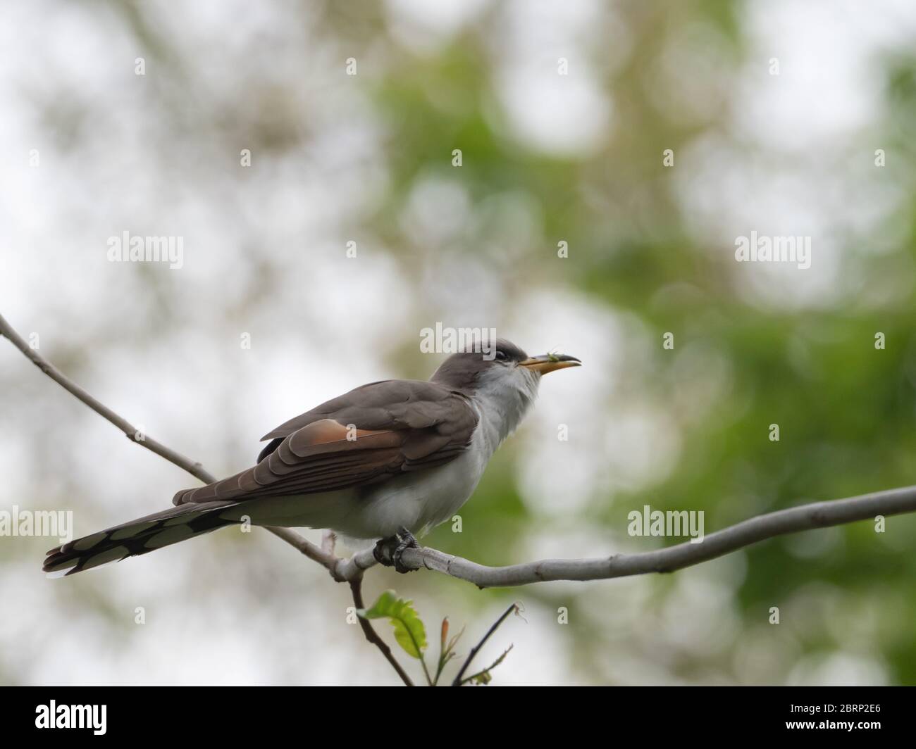 Gelbschnabelkuckuck, Coccyzus americanus, ein neotropischer Migrant, der im Wald Nordamerikas nistet Stockfoto