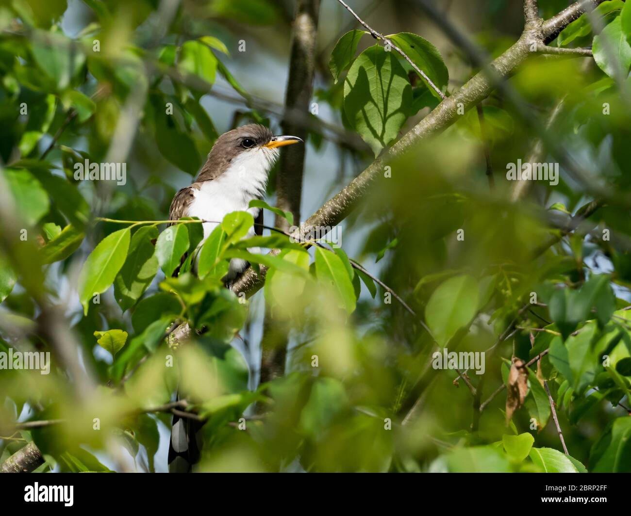 Gelbschnabelkuckuck, Coccyzus americanus, ein neotropischer Migrant, der im Wald Nordamerikas nistet Stockfoto