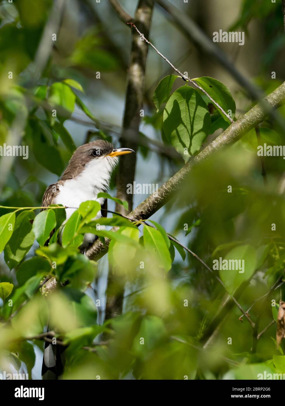 Gelbschnabelkuckuck, Coccyzus americanus, ein neotropischer Migrant, der im Wald Nordamerikas nistet Stockfoto