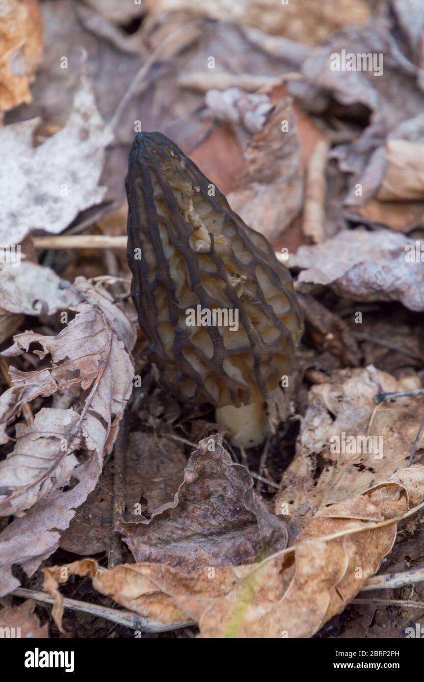 Essbare Morelpilze auf Waldboden für die Wildfuttersuche Stockfoto