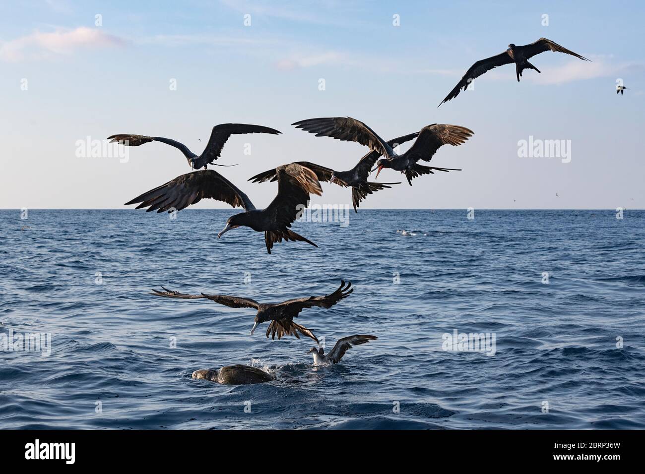 Seevögel sammeln sich um eine an der Oberfläche schwimmende Olive ridley Schildkröte und versuchen, die darunter versteckten Köderfische abzupflücken, Costa Rica (Pazifischer Ozean) Stockfoto