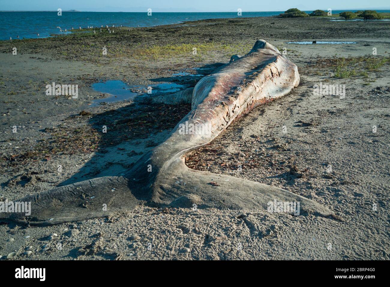 Zersetzende Karkasse von erwachsenen männlichen Grauwalen, Eschrichtius robustus, an den Ufern der Lagune von San Ignacio, El Vizcaino Biosphärenreservat, Baja, Mexiko Stockfoto