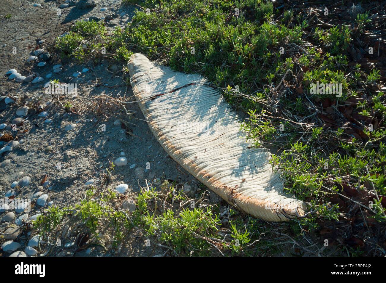 Balineteller aus dem Aas eines erwachsenen Grauwals, Eschrichtius robustus, an den Ufern der Lagune von San Ignacio, El Vizcaino Reserve, Baja, Mexiko Stockfoto