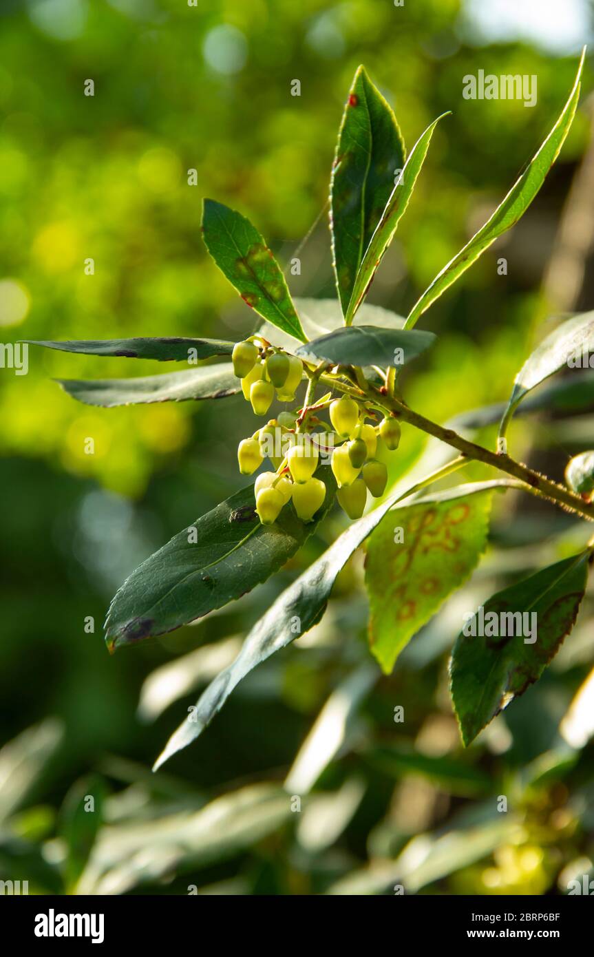 Pieris japonica frisches wachstum Fotos und Bildmaterial in hoher