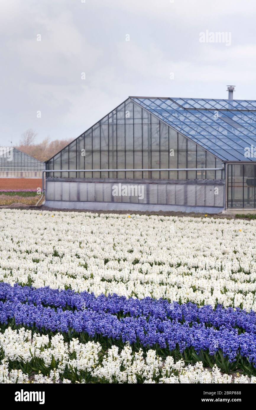 Reihen von lila und weißen Hyazinthen in der Blüte und Gewächshäuser auf Südholland Provinz Farm, Niederlande Stockfoto