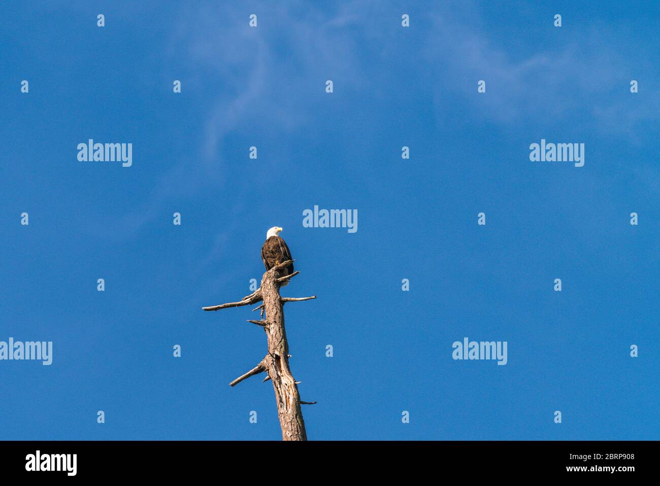 Ein Adler auf der Spitze des Baumes gegen den blauen Himmel. Stockfoto