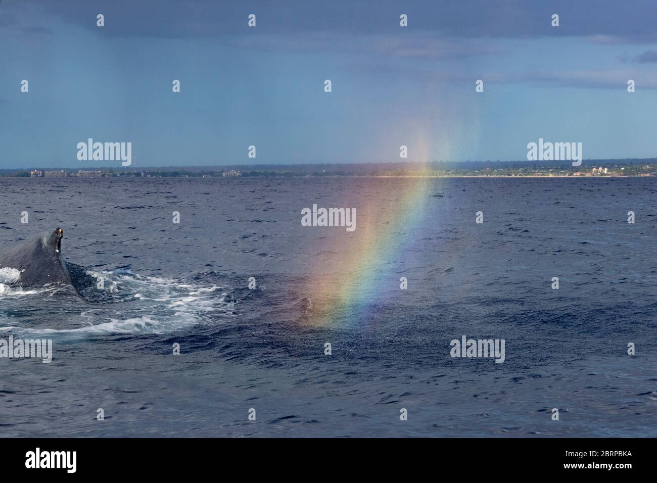 Ein Wal Nebel Regenbogen oder Walbogen schimmert im driftenden Auslauf eines Buckelwals, Megaptera novaeangliae, Kihei, Maui, Hawaii, Hawaii Buckelwha Stockfoto