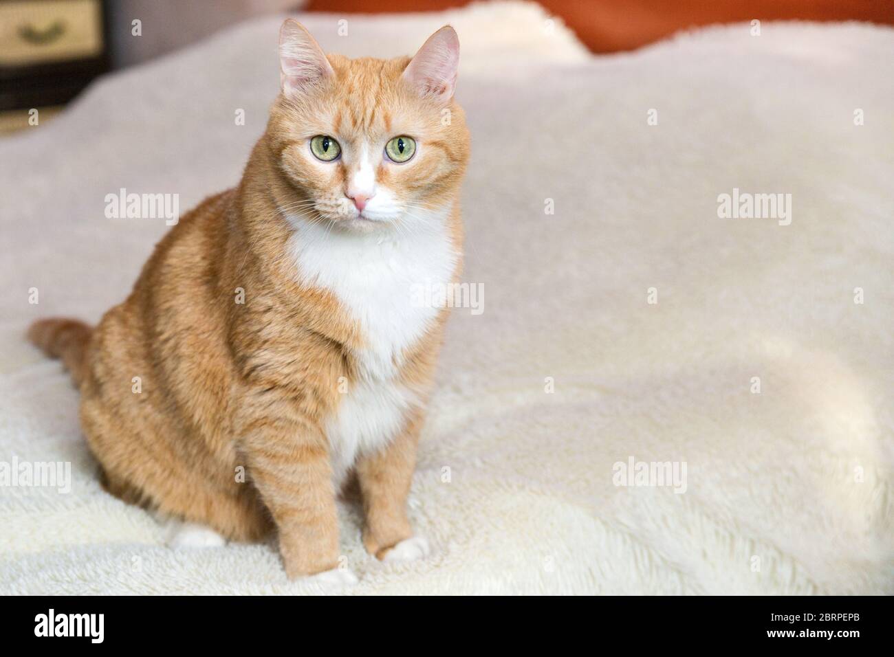 Eine rothaarige Katze sitzt auf einer Decke. Foto einer Haustierkatze in voller Länge. Stockfoto