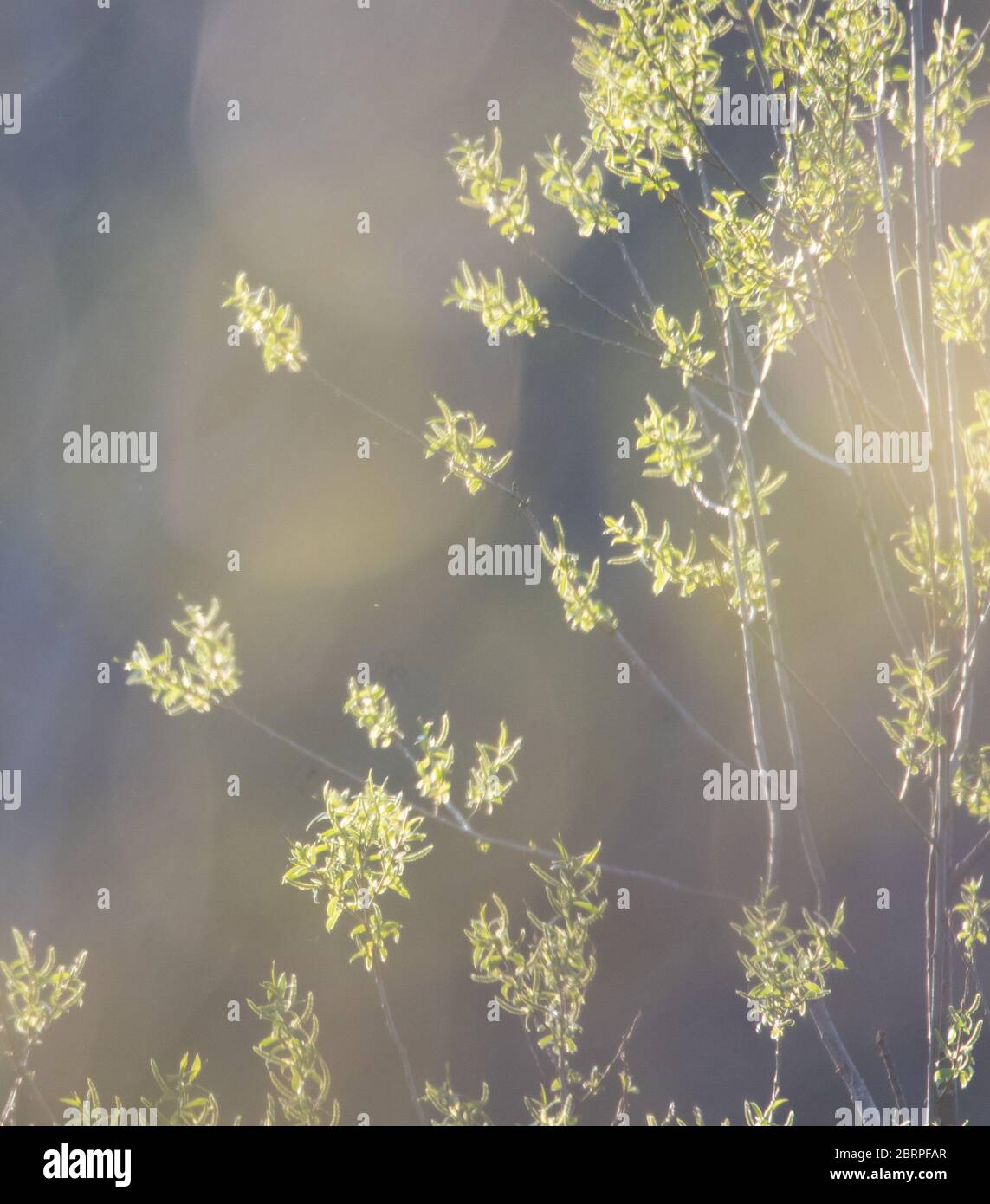 Weicher Frühlingshintergrund mit hintergrundbeleuchtetem Laub auf einem Strauch Stockfoto