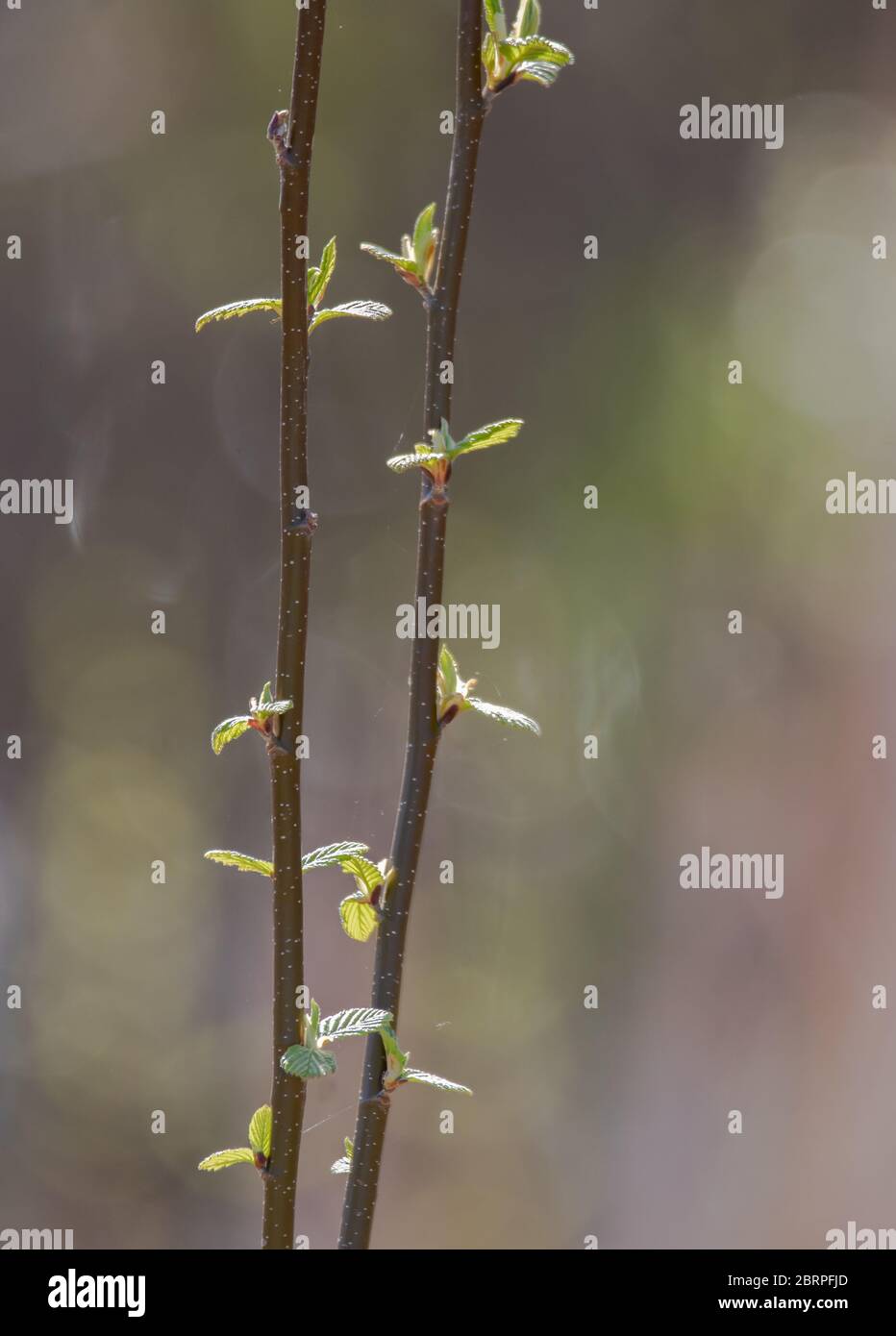 Ein Frühlingshintergrund neuer Blätter auf einer Pflanze in einem Sumpf Stockfoto