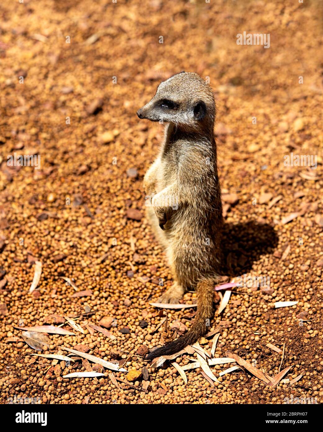 Erdmännchen auf Wache mit braunem Naturhintergrund Stockfoto