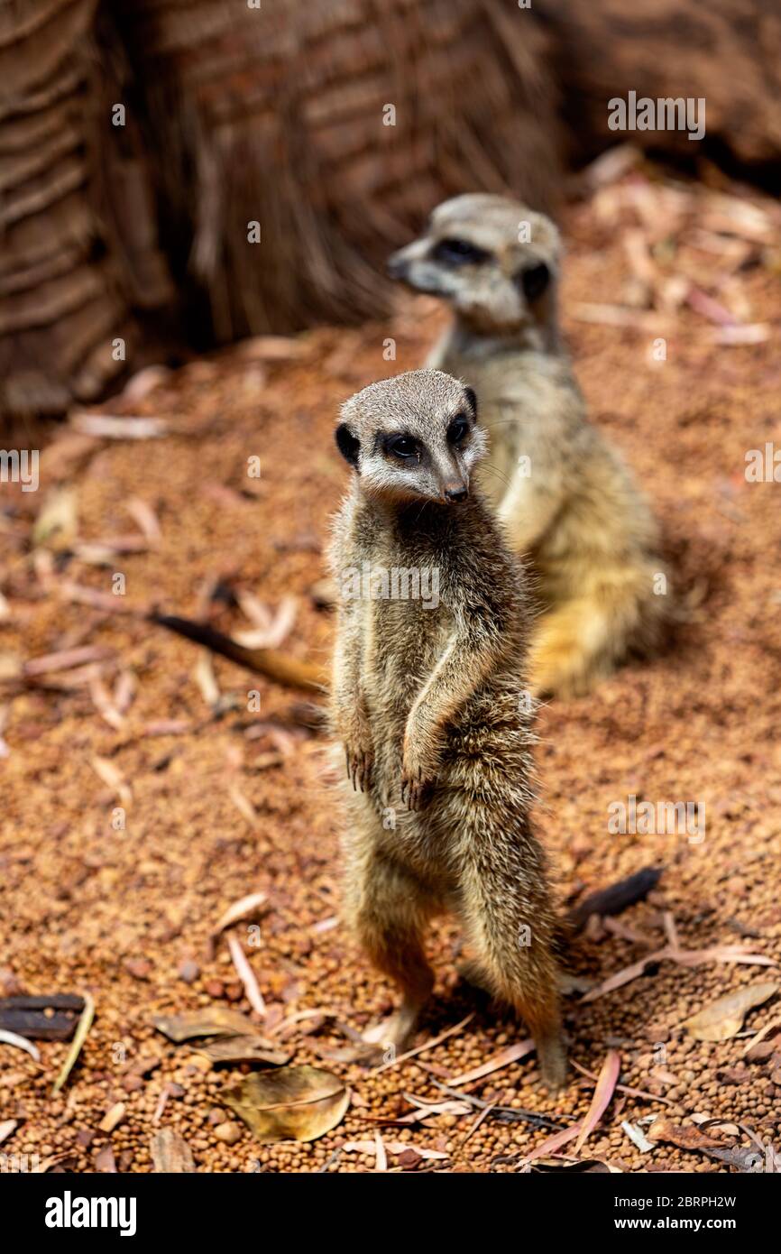 Erdmännchen auf Wache mit braunem Naturhintergrund Stockfoto