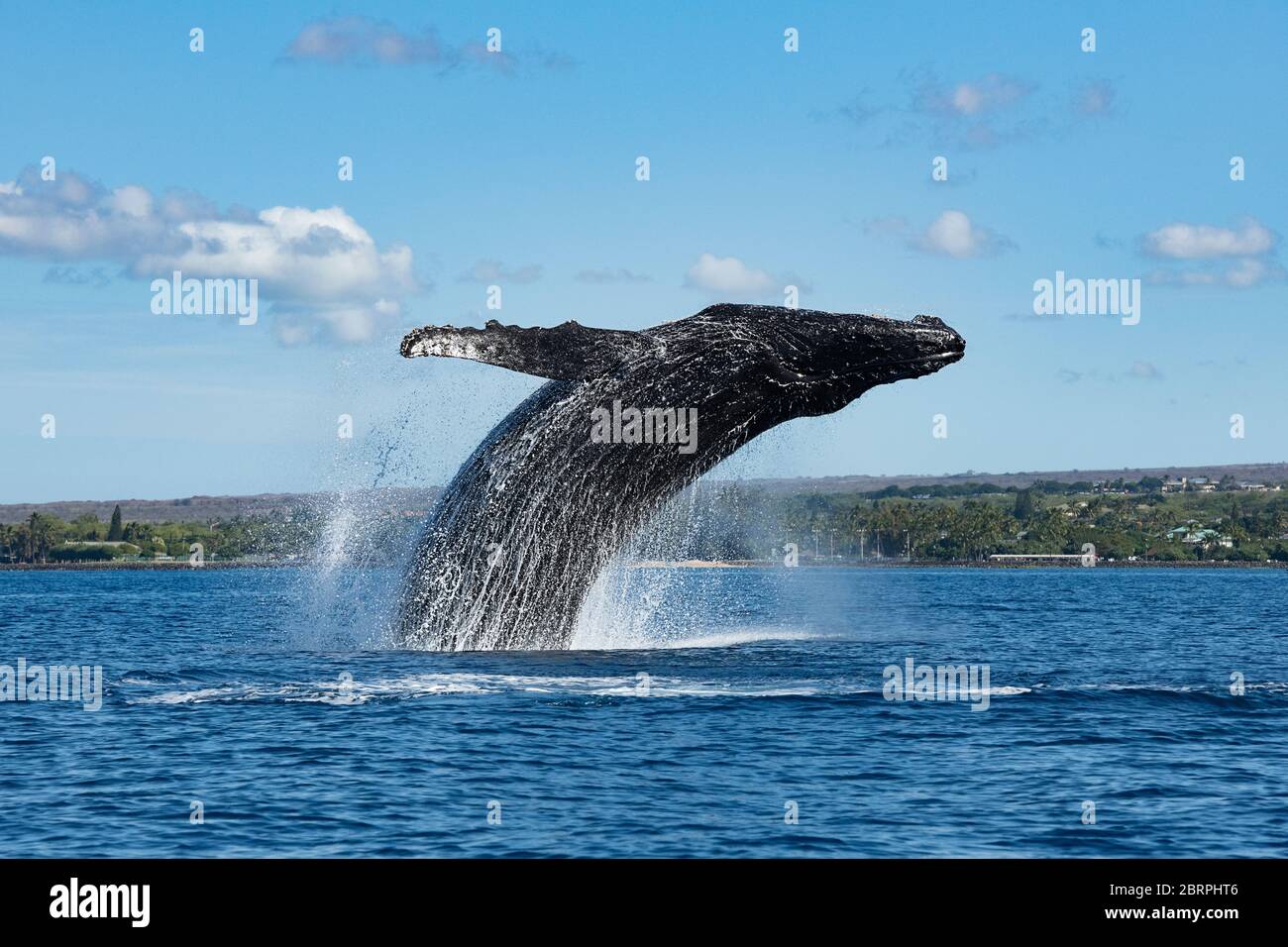 Buckelwal, Megaptera novaeangliae, Breaching, Kihei, Maui, Hawaii, Hawaii Buckelwal National Marine Sanctuary, USA (Zentral Pazifik) Stockfoto