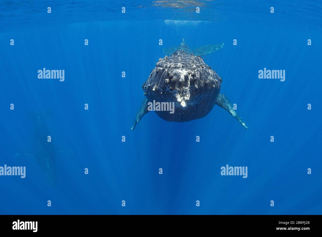 Weiblicher Buckelwal, Megaptera novaeangliae, schwimmend in Richtung Kamera während männlicher Begleiter in Hintergrundtauchgängen, Maui, Hawaii, USA Stockfoto