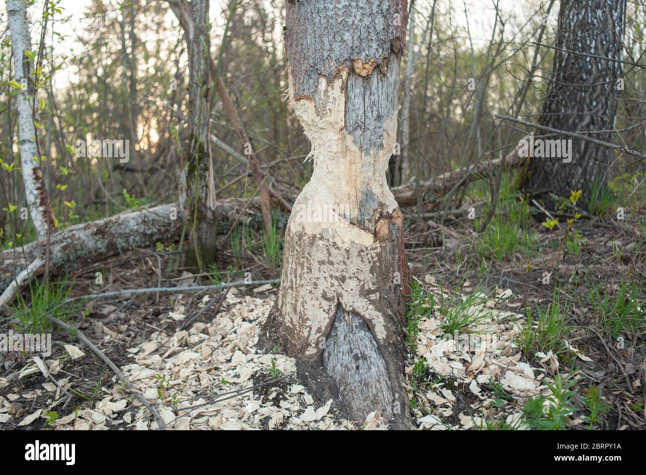 Baum mit Spuren von Biberzähnen. Schäden an Bäumen Bibern. Negative Aktivität der Biber in den Wäldern. Stockfoto