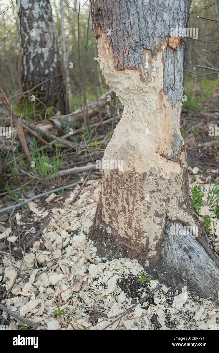 Baum mit Spuren von Biberzähnen. Schäden an Bäumen Bibern. Negative Aktivität der Biber in den Wäldern. Stockfoto