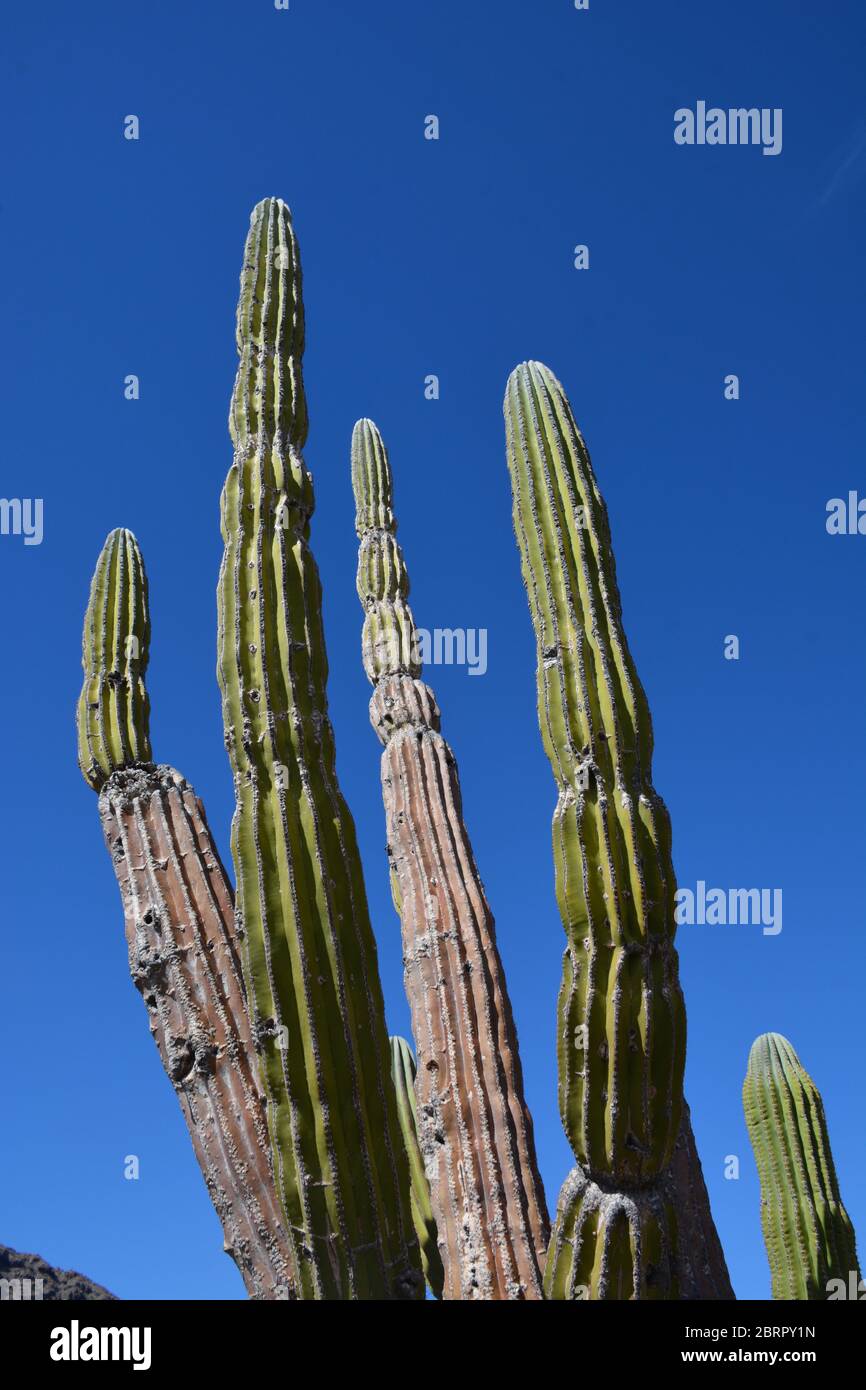 Riesenkaktus auf Isla del Espiritu Santo im Meer von Cortez, Baja California Sur, Mexiko. Stockfoto