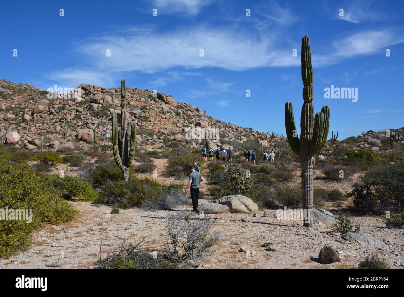 Touristen spazieren inmitten von Kakteen auf der Isla del Espiritu Santo im Meer von Cortez, Baha California Sur, Mexiko. Stockfoto