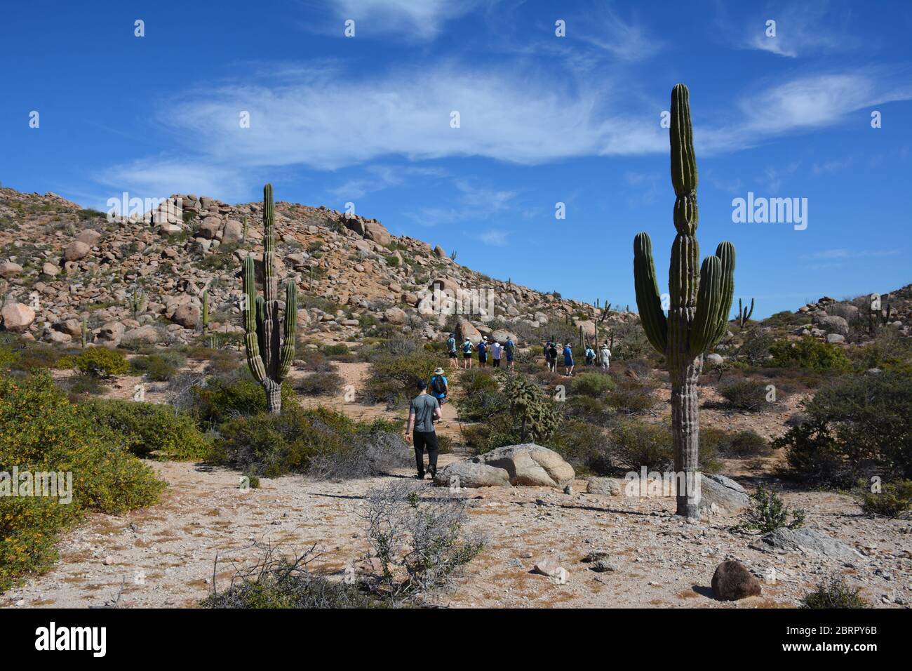 Touristen spazieren inmitten von Kakteen auf der Isla del Espiritu Santo im Meer von Cortez, Baha California Sur, Mexiko. Stockfoto