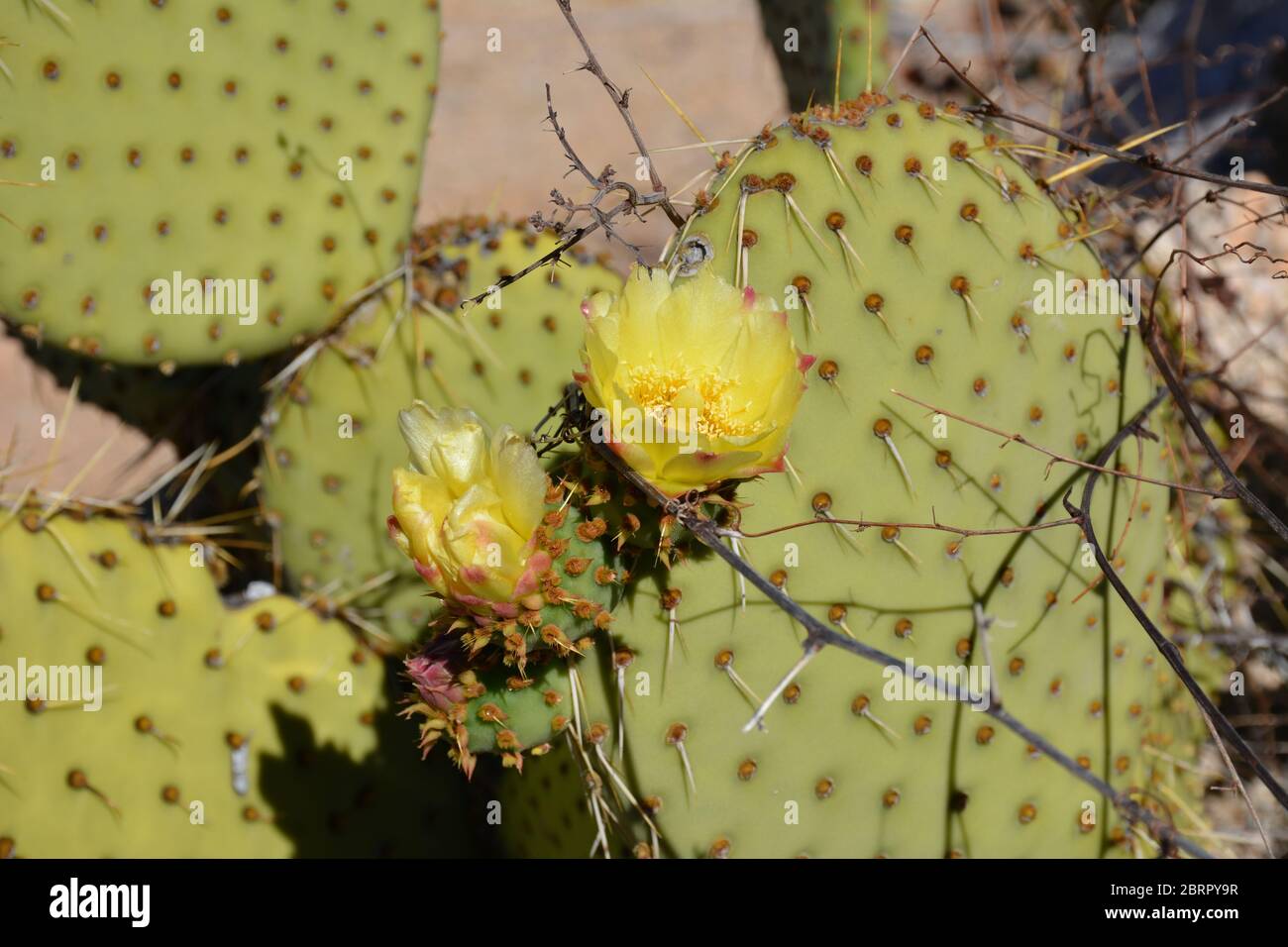 Nahaufnahmen von blühenden Kakteen auf der Isla del Espiritu Santo, zugänglich über Bonanza Beach, Baja California Sur, Mexiko. Stockfoto