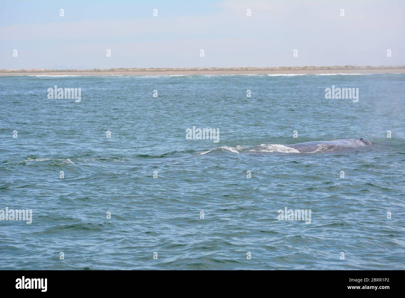 Grauwal im Pazifik von einer Panga Bootstour in Magdalena Bay, Baja California Sur, Mexiko. Stockfoto