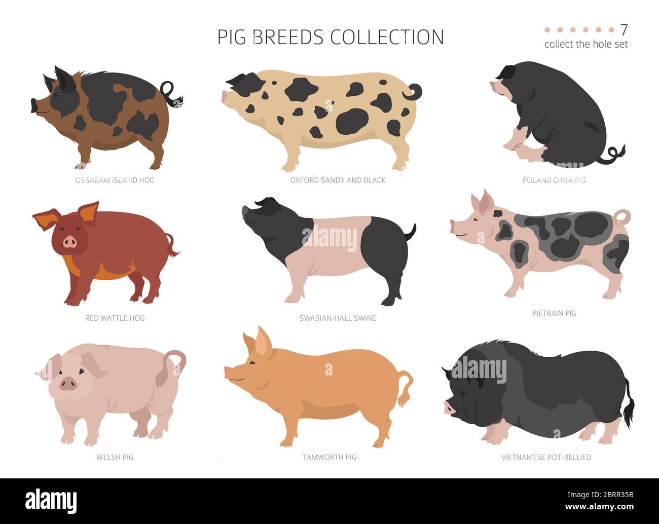 Schweinrassen Sammlung 7. Tiere auf dem Bauernhof. Flaches Design. Vektorgrafik Stock Vektor