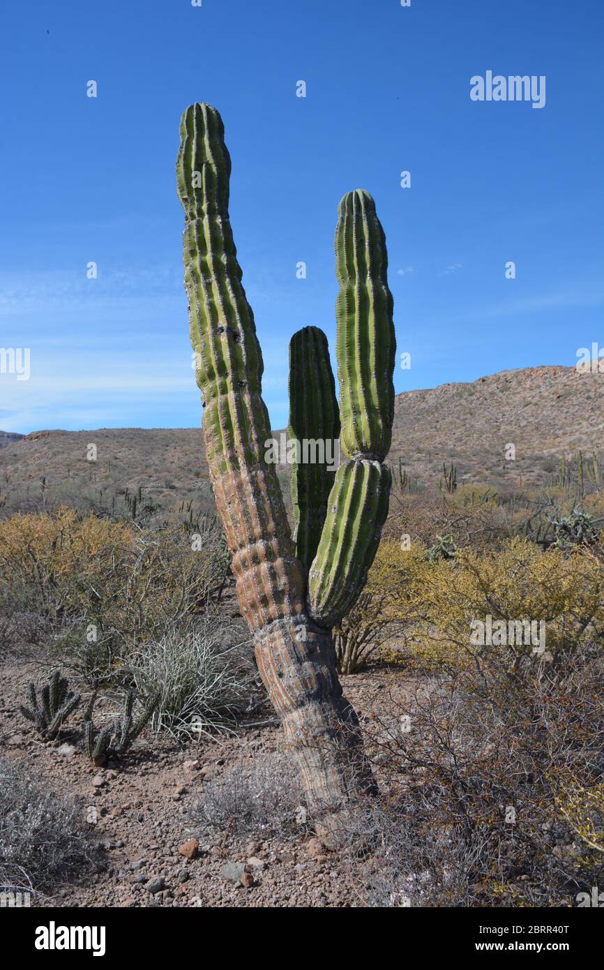 Groe wilde mexikanische Kardonkaktus Pflanzen gesehen wachsen in Buschland  auf einem abgelegenen Kstenabschnitt sdlich von Loreto, Baja California  Sur, Mexiko Stockfotografie - Alamy