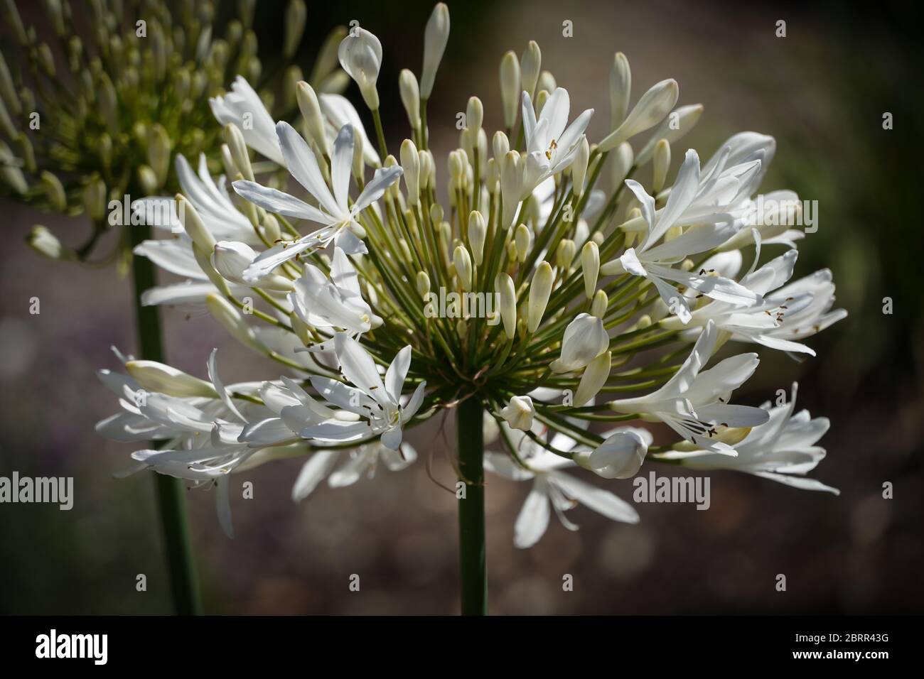 Nahaufnahme eines sonnendurchfluteten blühenden weißen Blütenhaufens eines Agapanthus mit einem grünen Stängel.Ecken haben dunkle Vignettierung, Blüte ist zentral. Ein weiteres oberes L. Stockfoto