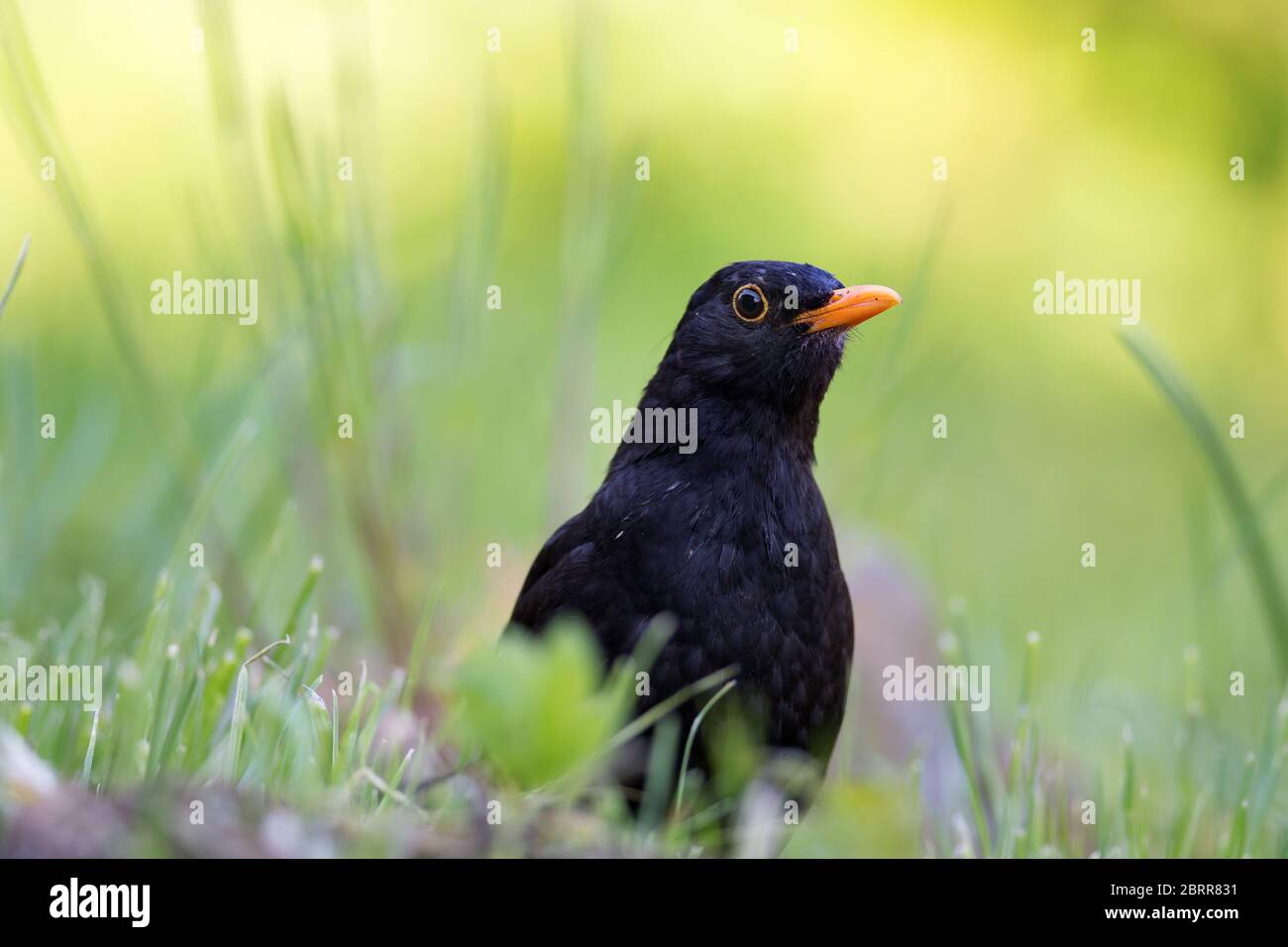 Schwarzvogel auf grünem Gras an einem sonnigen Tag aus nächster Nähe Stockfoto