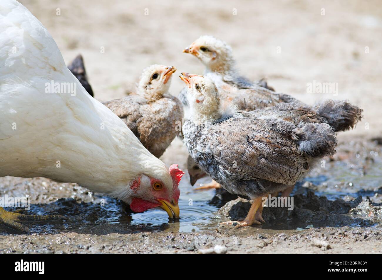 Hühner in der Nähe der Pfütze trinken Wasser. Aufschlagen Stockfoto