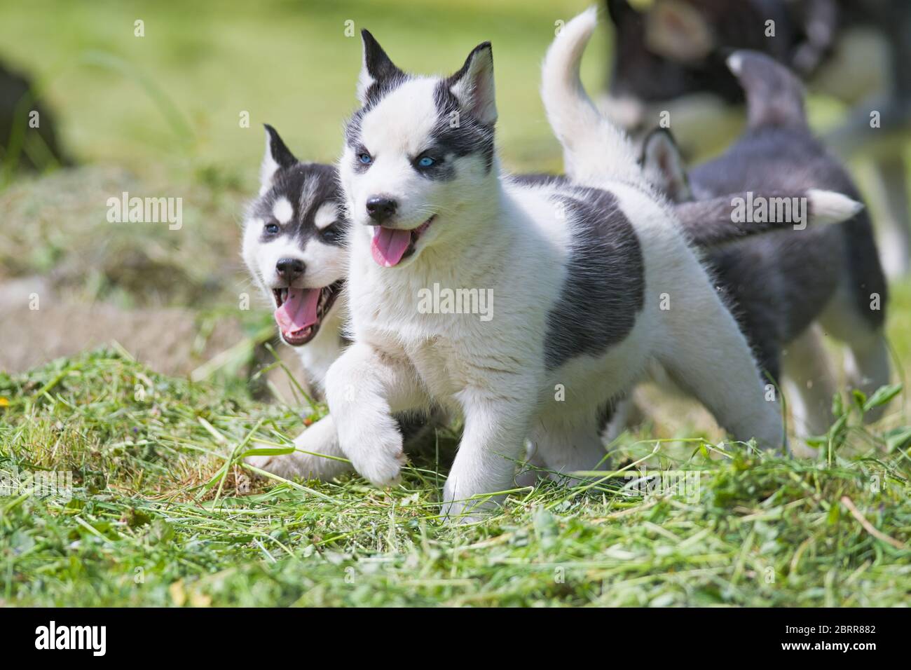 Cute Siberian Husky Welpen auf Gras Stockfoto