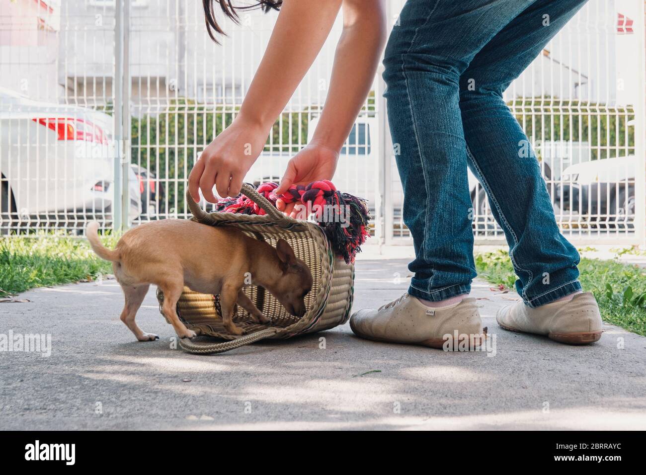 Der kleine chihuahua Hund betritt eine Einkaufstasche in einem kleinen Innenhof eines mexikanischen Hauses Stockfoto