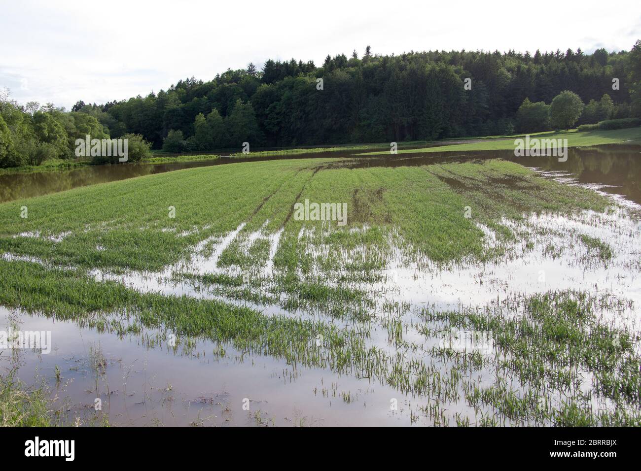 Überflutetes Feld mit braunem Wasser im Frühjahr am Tag Stockfoto