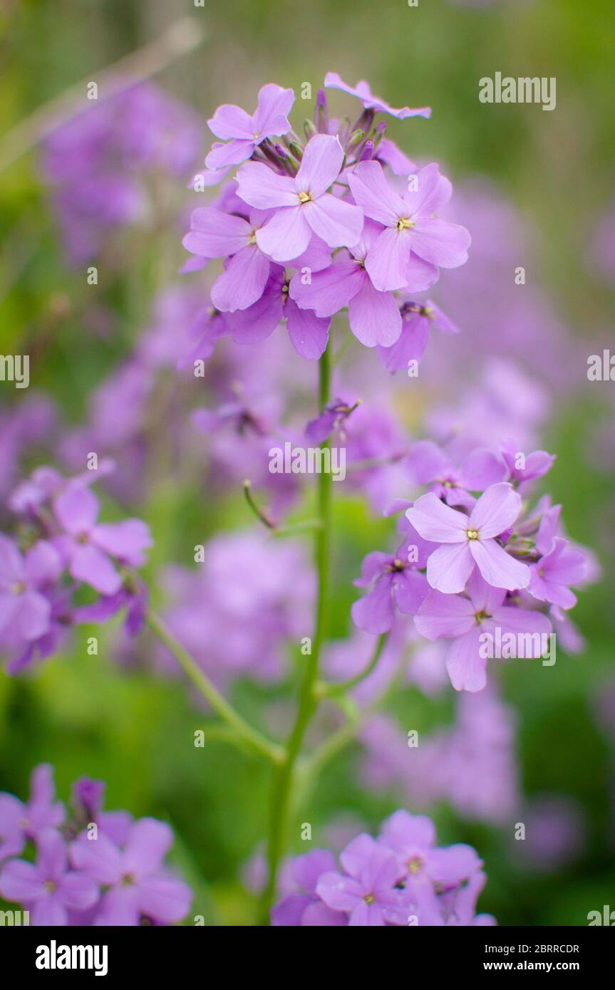 Ziemlich wilde Blumen Stockfoto