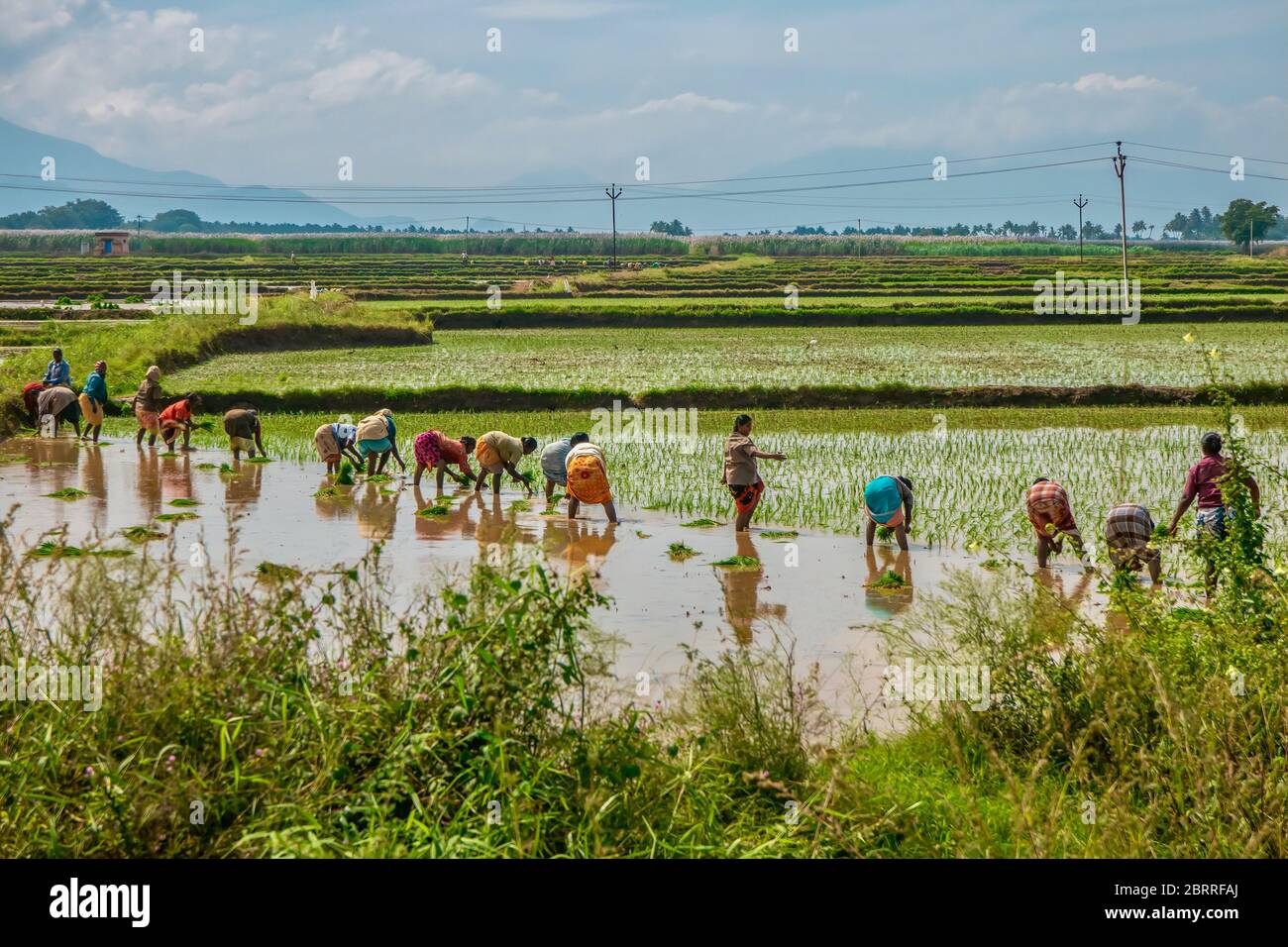 Tamil Nadu, Indien - 14. Dezember 2013. Landarbeiter Pflanzen Reis in Reisfeldern im ländlichen Tamil Nadu. Stockfoto