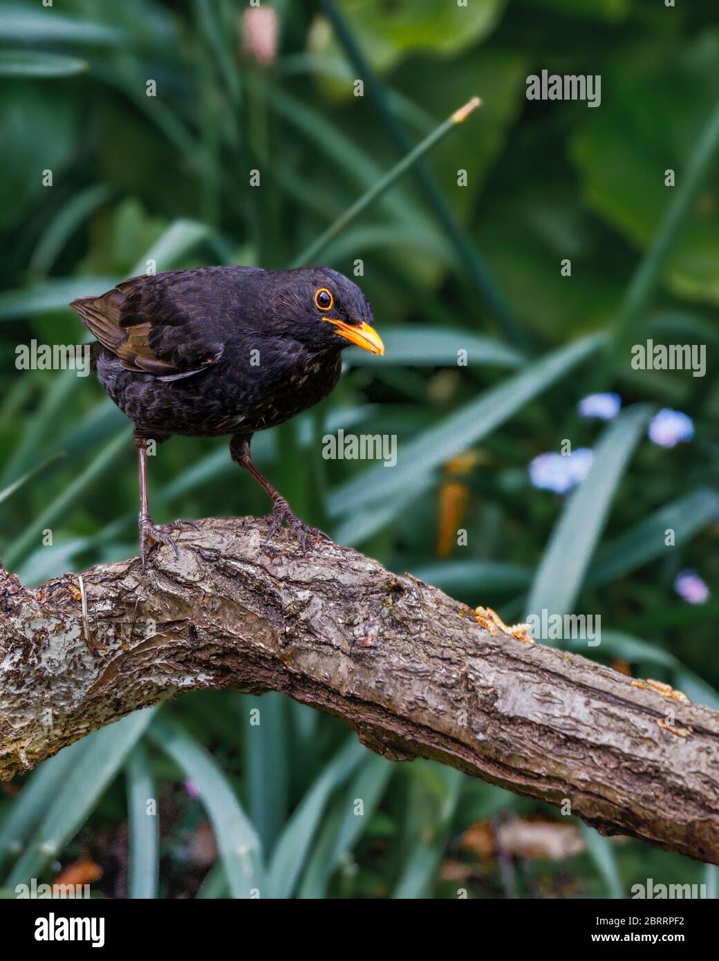 Schwarzer Vogel im Garten Stockfoto