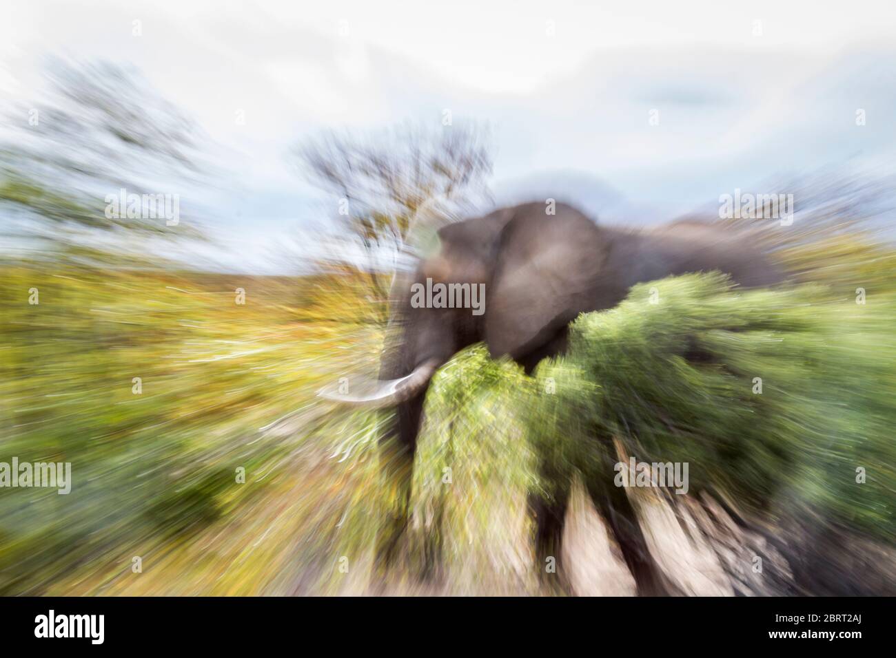 Afrikanischer Buschelefant in zooming Photography Effekt im Kruger Nationalpark, Südafrika ; specie Loxodonta africana Familie von Elephantidae Stockfoto