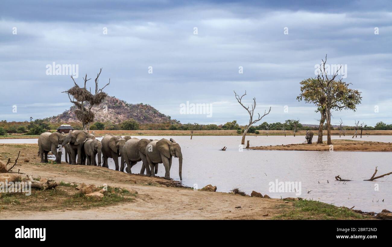 Kleine Gruppe von afrikanischen Buschelefanten, die auf Seeseite im Kruger Nationalpark, Südafrika laufen; specie Loxodonta africana Familie von Elephantidae Stockfoto