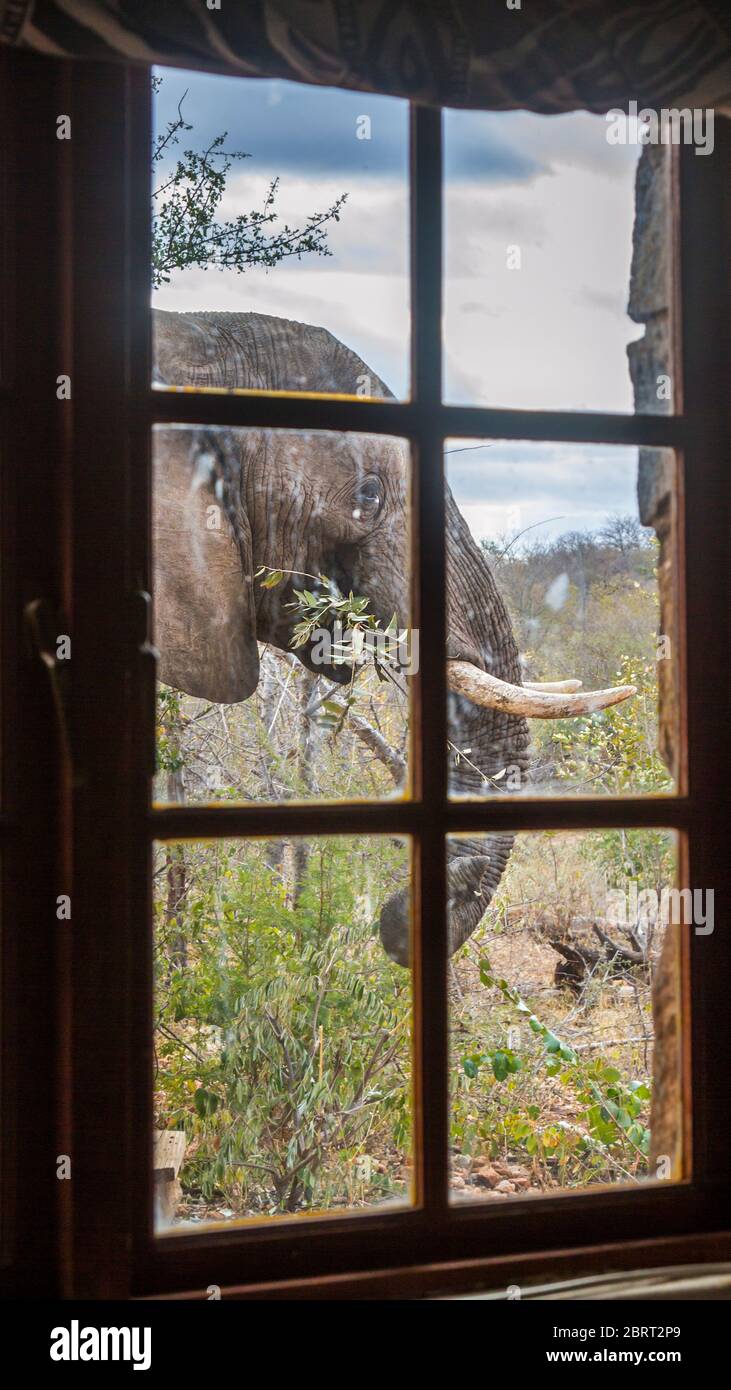 Afrikanischer Busch Elefant Porträt durch ein Fenster im Kruger Nationalpark, Südafrika ; specie Loxodonta africana Familie von Elephantidae Stockfoto